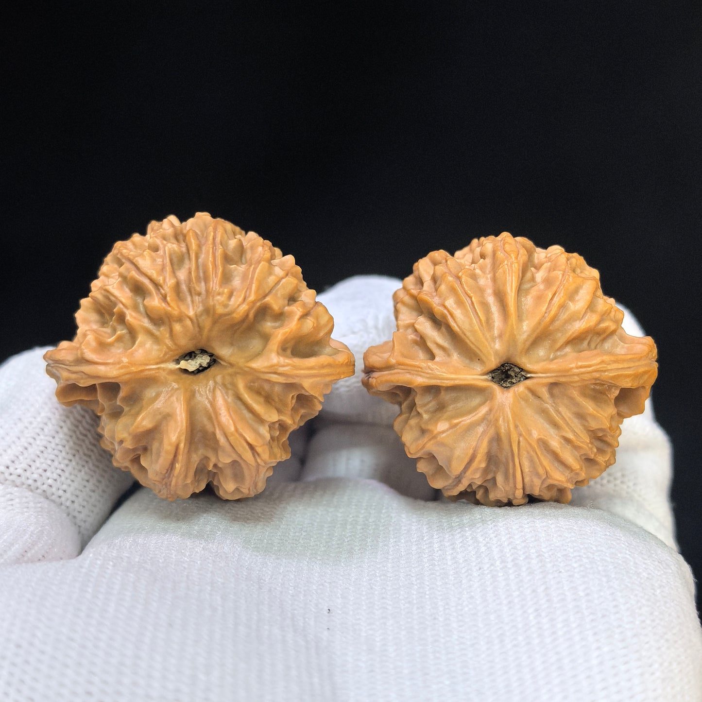 "Timber Wolf" (Xiao Ye Lang) Scholar Walnuts Pair | 36.0mm x 34.0mm | Compact Low-Profile Stance | Stock ID: YL-SY1B2