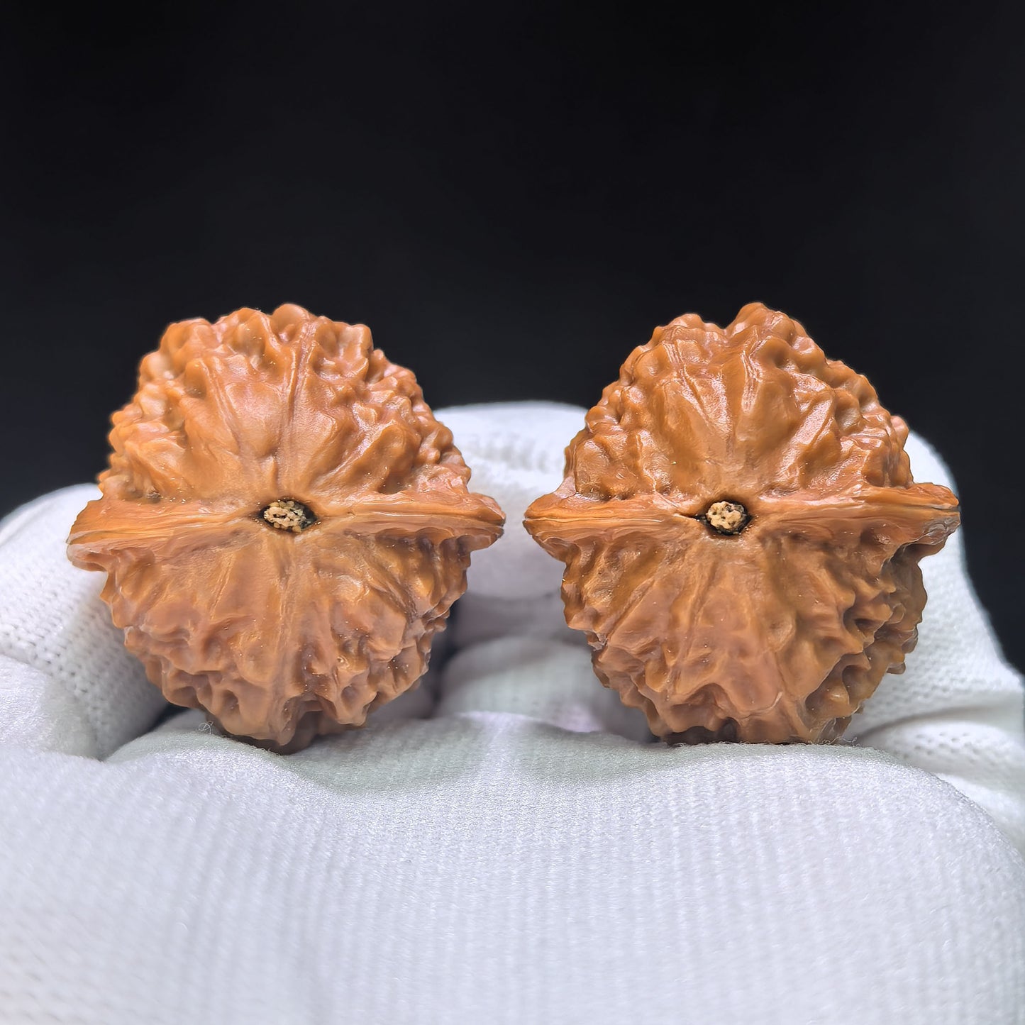 "Pocket Porcelain Doll" Miniature Ciwawa Wenwan Walnuts (Pair) | 34.0mm x 35.0mm | Stock ID: CWW-1506C