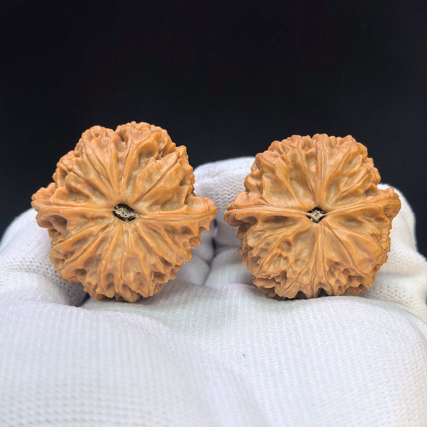 "Star Lotus Lionhead" (Xing Lian Shi Tou) Scholar Walnuts Pair | 37.0mm x 35.0mm | Low-Profile Sacred Radiant Base | Collector Grade Masterpiece | Stock ID: WM-SY1B6