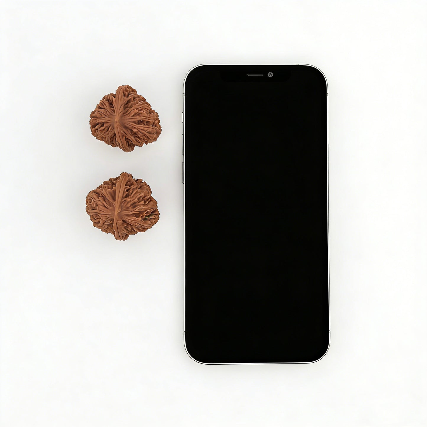 The "Caterpillar" (Maomaochong) Pair | 34.0mm | MMC-01