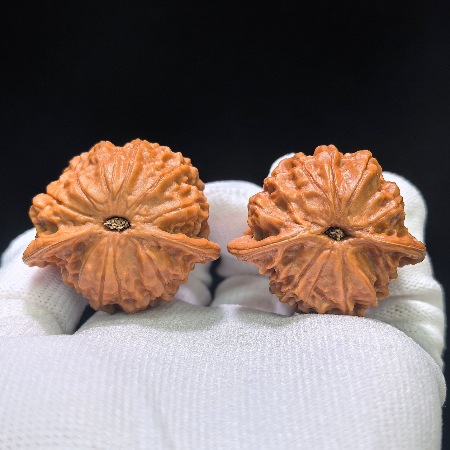 "Porcelain Doll Turtle Back" Cwwwgb-CG211E Wenwan Walnuts Pair | 40.0mm x 37.0mm | CWWWGB-CG211E