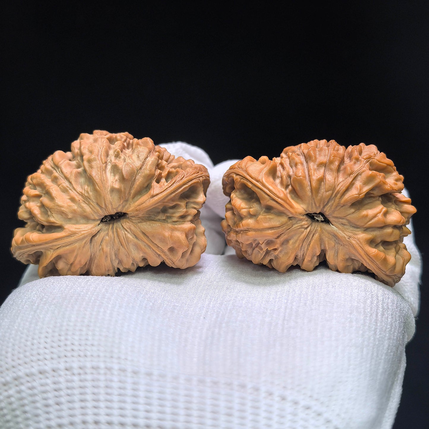 The Monumental "Snake King" Collector Masterpiece | 50.0mm x 33.0mm | SW-1401E