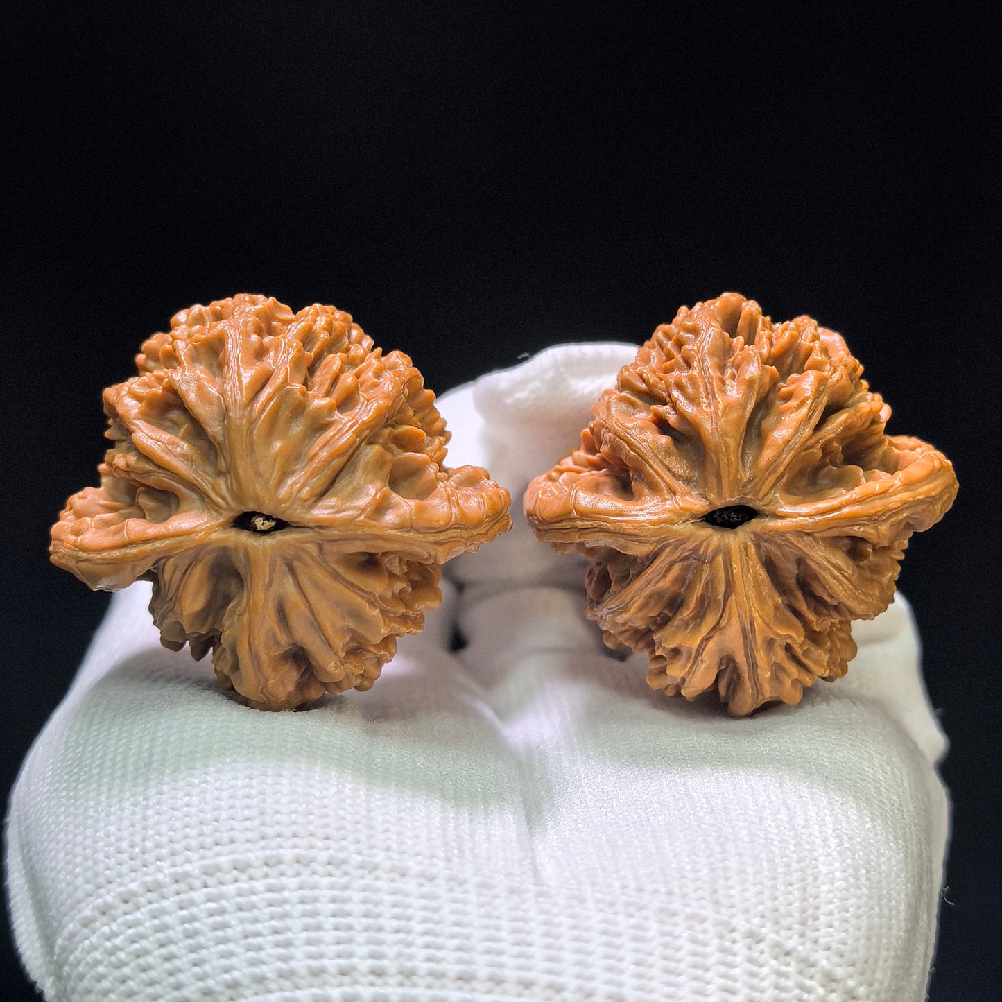 "Liger" Shihushou Wenwan Walnuts Pair | 40.0mm x 40.0mm | SHS-1101