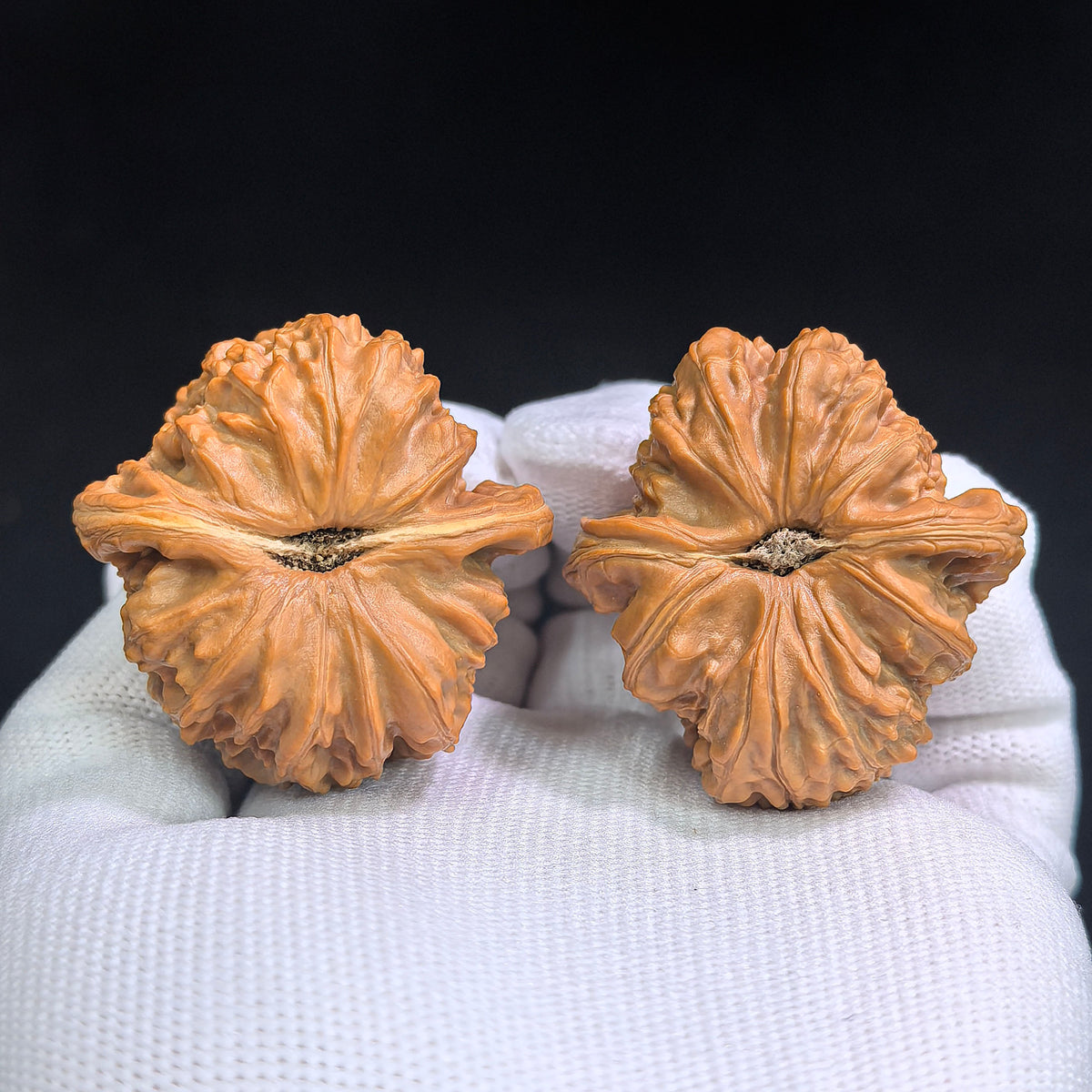 White Lion Wenwan Walnut Pair | Broad Round Profile | 40.0mm x 40.0mm | BSJ-SY1D0