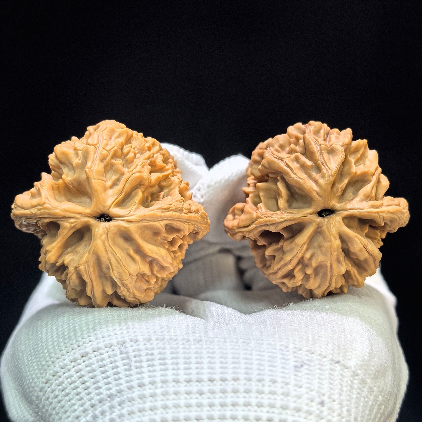 "Dagu Stone" Dagushi DGS-1602 Classic Wenwan Walnuts Pair | 40.0mm x 40.0mm | DGS-1602