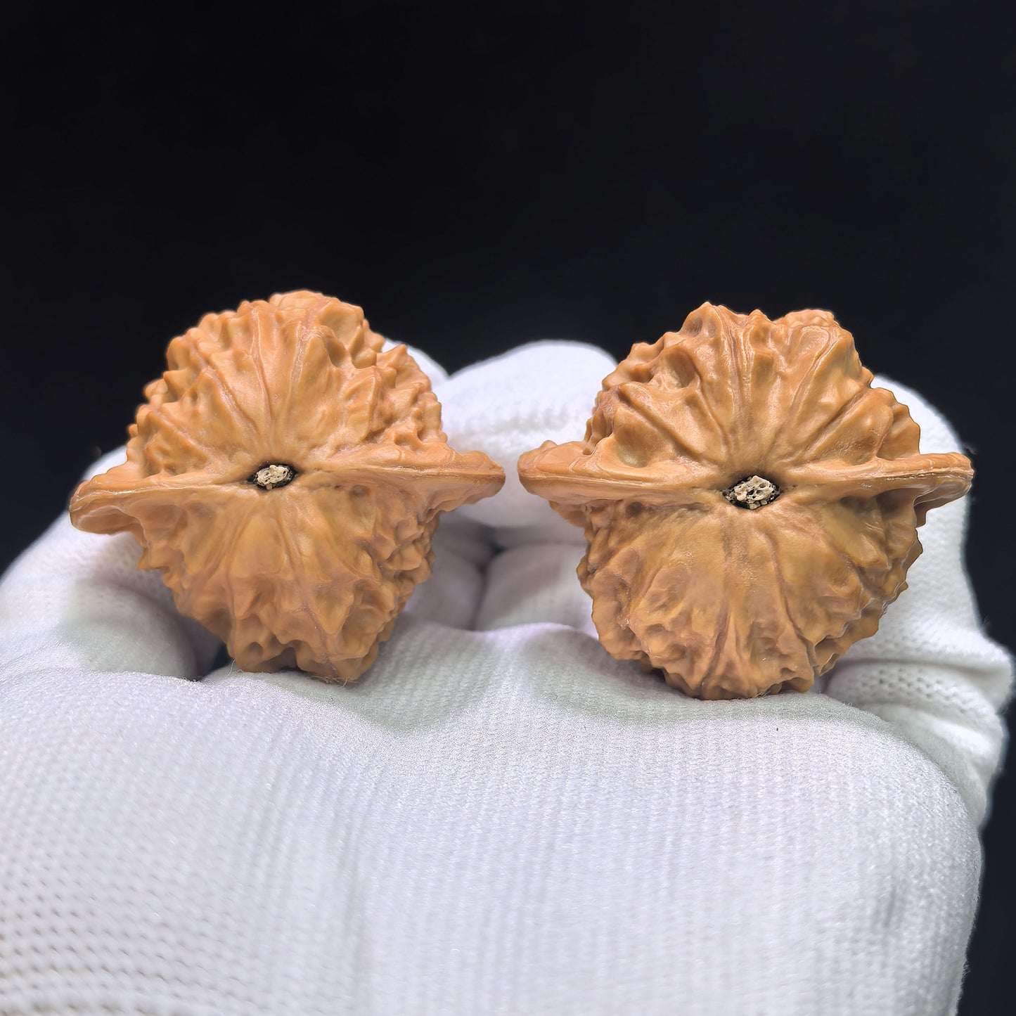 "Porcelain Doll" Ciwawa Wenwan Walnuts (Pair) | 41.0mm x 37.0mm | Stock ID: CWW-1505C