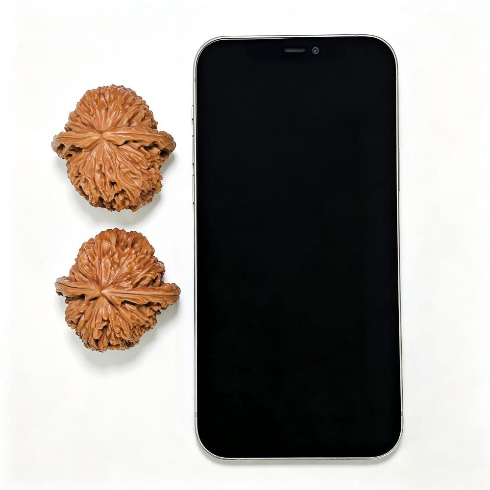 "Spherical White Lionhead" Qiuxing Baishizi QXBSJ-1507C Low-Profile Wenwan Walnuts Pair | 42.0mm x 42.0mm | QXBSJ-1507C