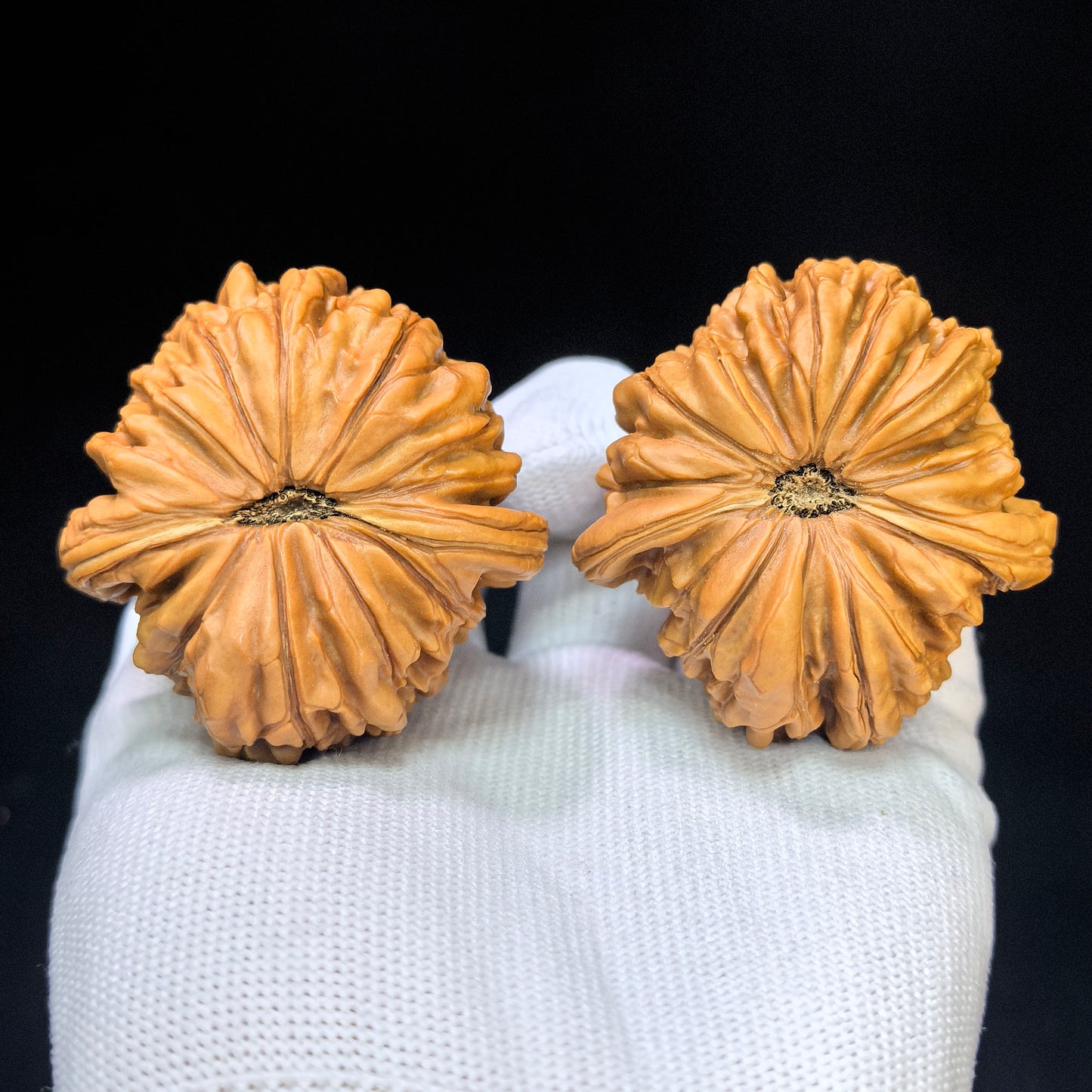 "Hua Kun Dragon" Huakunlong HTL-17F0 Low-Profile Wenwan Walnuts Pair | 48.0mm x 50.0mm | HTL-17F0