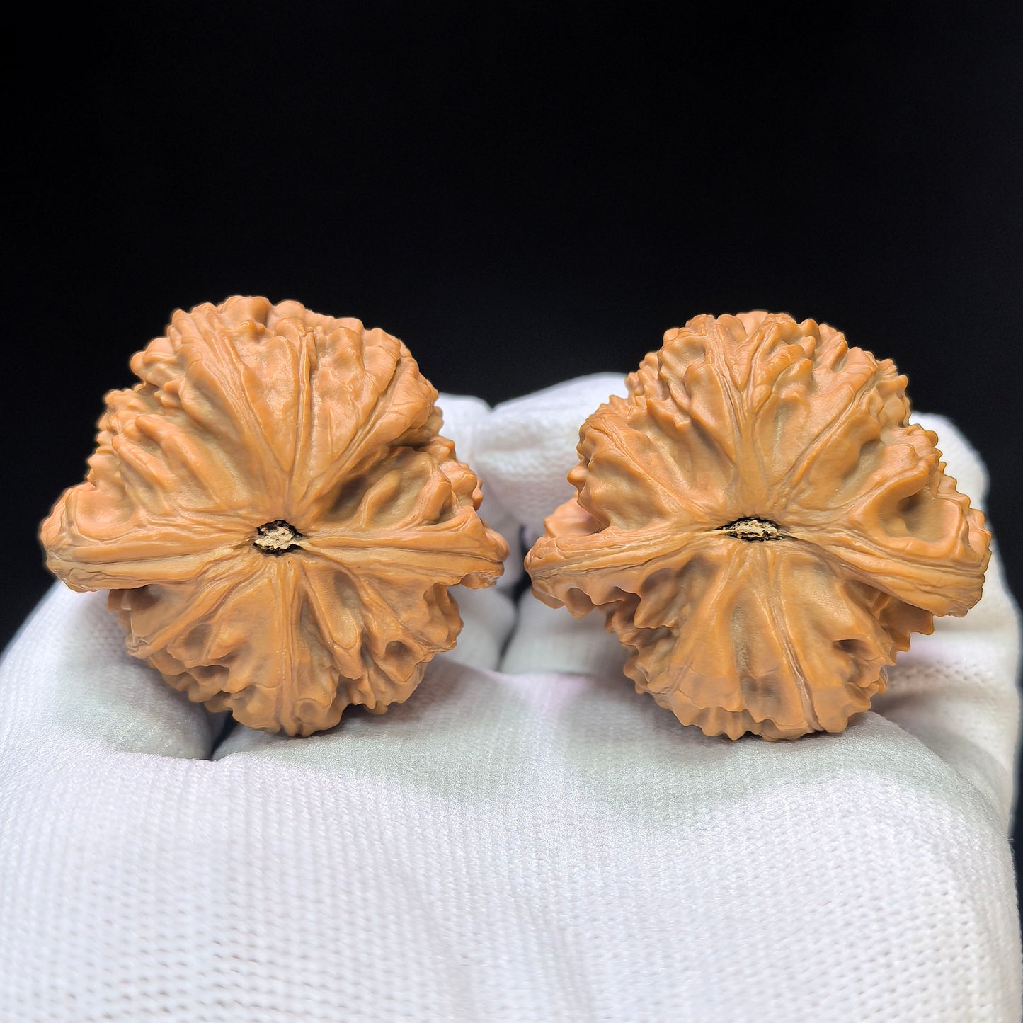 "White Lion Turtle-Back" Baishizi Wuguibei Wenwan Walnuts Pair | 42.0mm x 40.0mm | BSJWGB-C235E