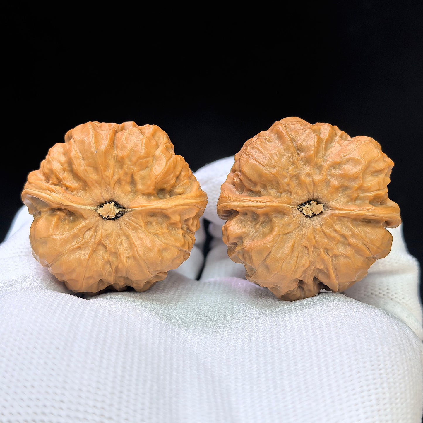 "Toad Head" Hamatou Classic Heritage Low-Profile Wenwan Walnuts Pair | 38.0mm x 38.0mm | HMT-1501C