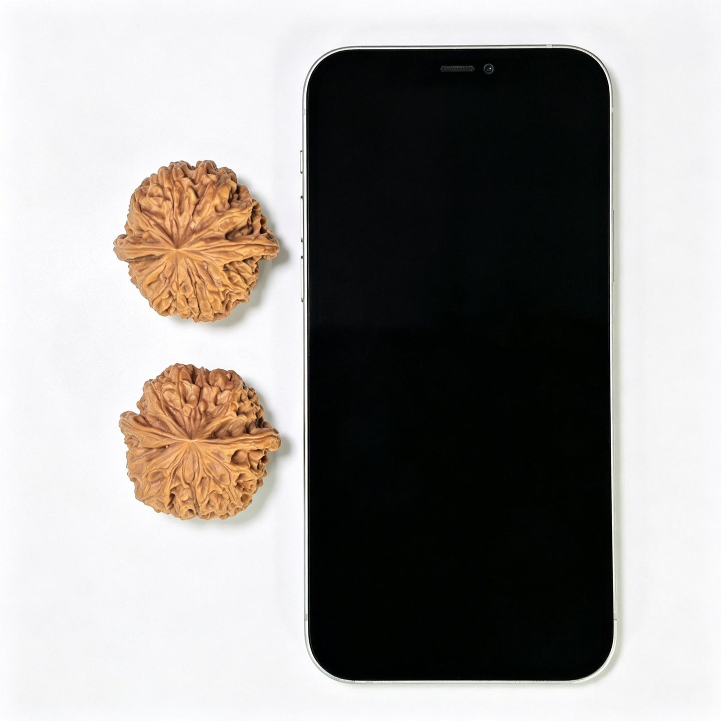 "Star Lotus Lionhead" (Xing Lian Shi Tou) Scholar Walnuts Pair | 37.0mm x 35.0mm | Low-Profile Sacred Radiant Base | Collector Grade Masterpiece | Stock ID: WM-SY1B6