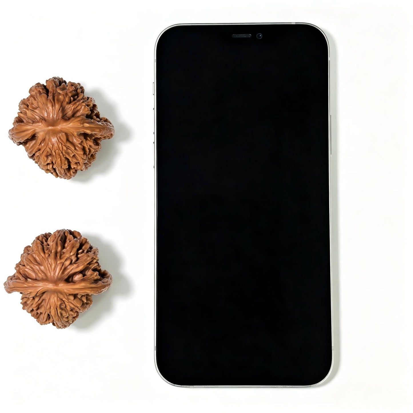 "Liger" Shihushou Wenwan Walnuts Pair | 40.0mm x 40.0mm | SHS-1101