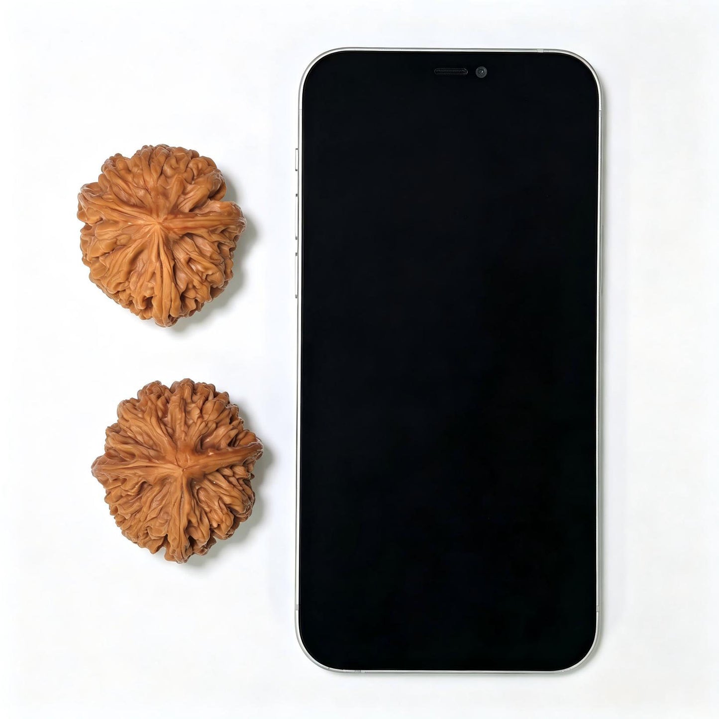 Three-Ribbed "Nine Dragons Sinew" (Jiulongjin Sanling) Scholar Walnuts Pair | 38.0mm x 41.0mm | Deep-Belly Geometry | Singularities Grade Masterpiece | Stock ID: JLJSN-1401E