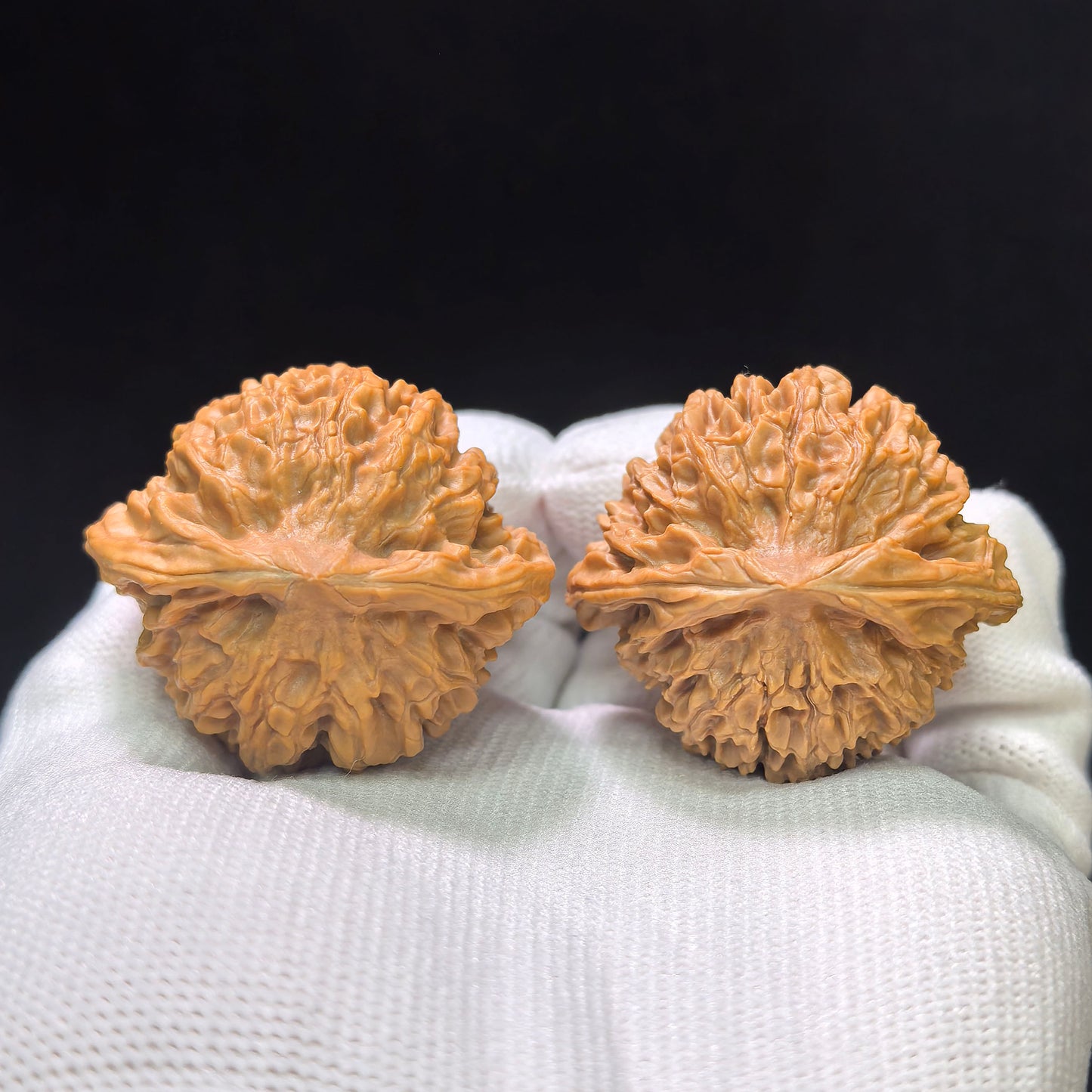 "Crescent Moon Lionhead" (Xuan Yue Shi Tou) Scholar Walnuts Pair | 39.0mm x 34.0mm | Low-Profile Broad-Edge Stance | Stock ID: XY-SY1C7