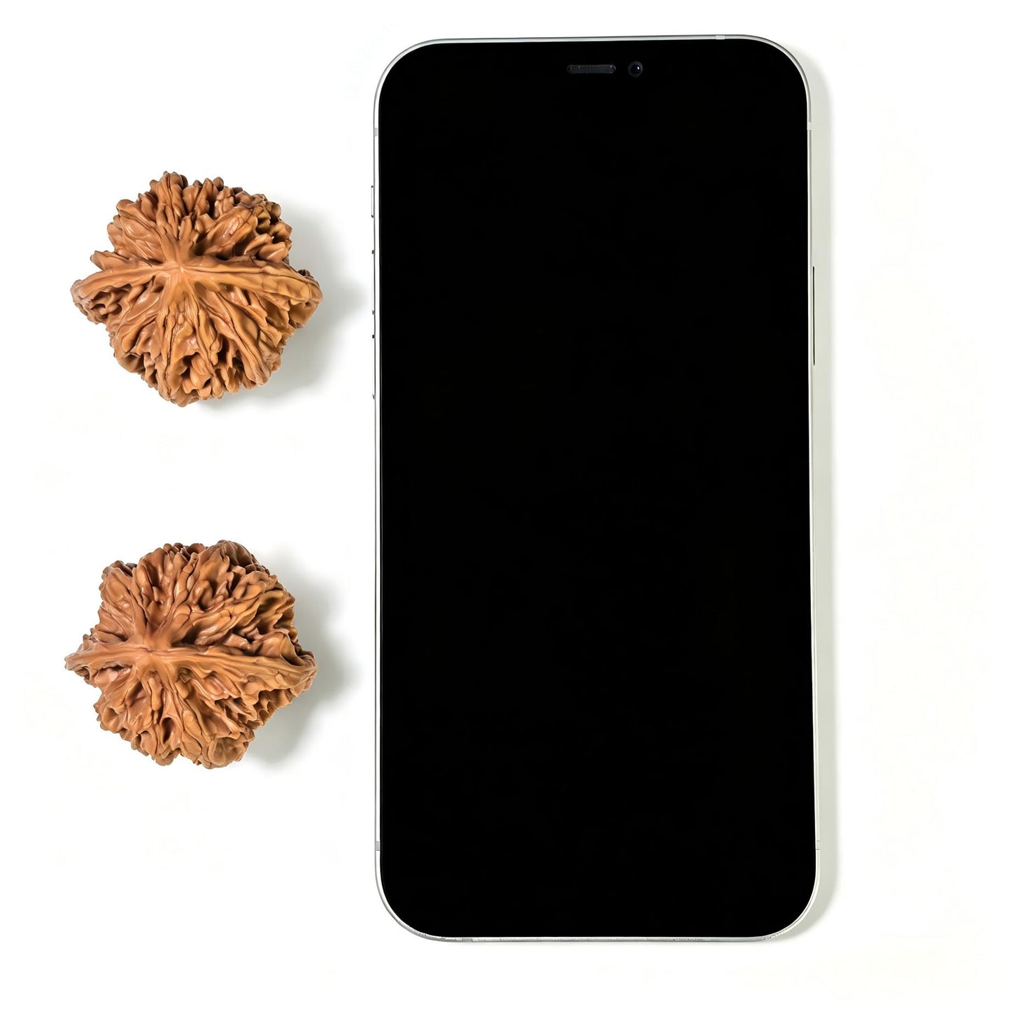 "Sky-Reaching Eight-Ribbed" Tongtianba Wenwan Walnuts Pair | 39.0mm x 36.0mm | TTB-1103
