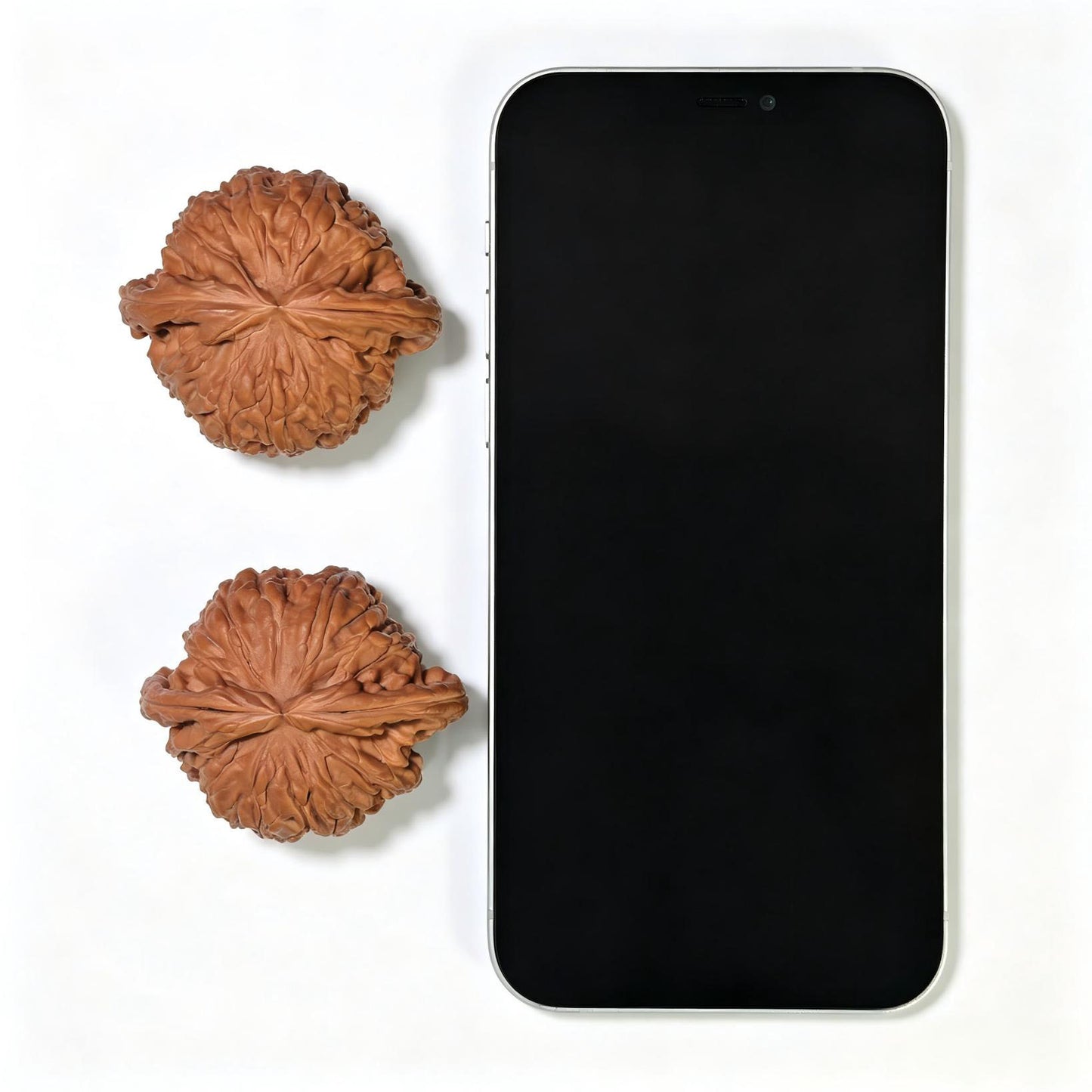 "White Lion Head" Bai Shishi Wenwan Walnuts Pair | 49.0mm x 44.0mm | BSJ-1551C