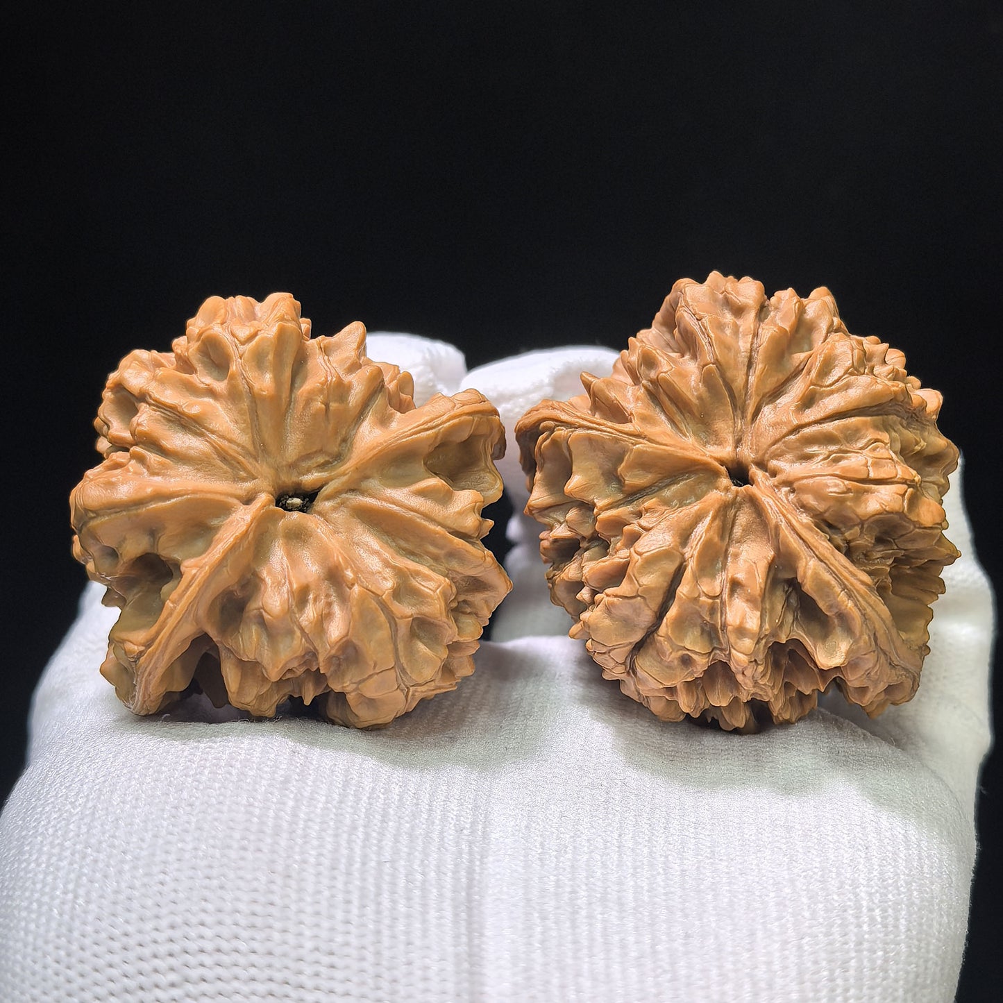 The Monumental "Kylin Pattern Turtle Shell Seated Buddha" Qilinwen Wuguibei Zuofo Collector Piece | 48.0mm x 44.0mm | QLWWGB-401E