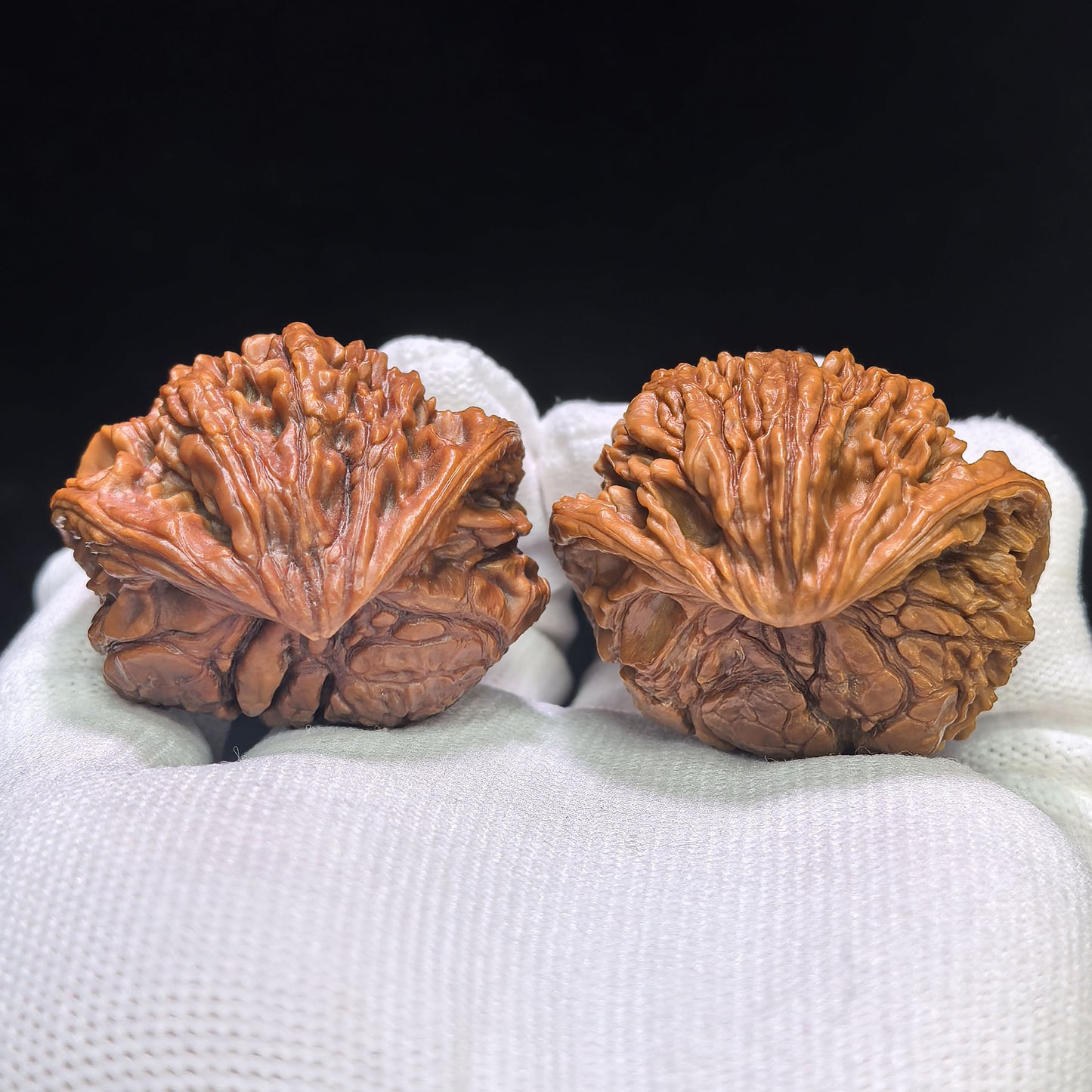 "The Serpent King & Queen" (Shewang Shehou) Scholar Walnuts Pair | 41.0mm x 35.0mm | Legendary Heritage Matching | Exclusive Collector Grade Masterpiece | Stock ID: SWSH-C01E