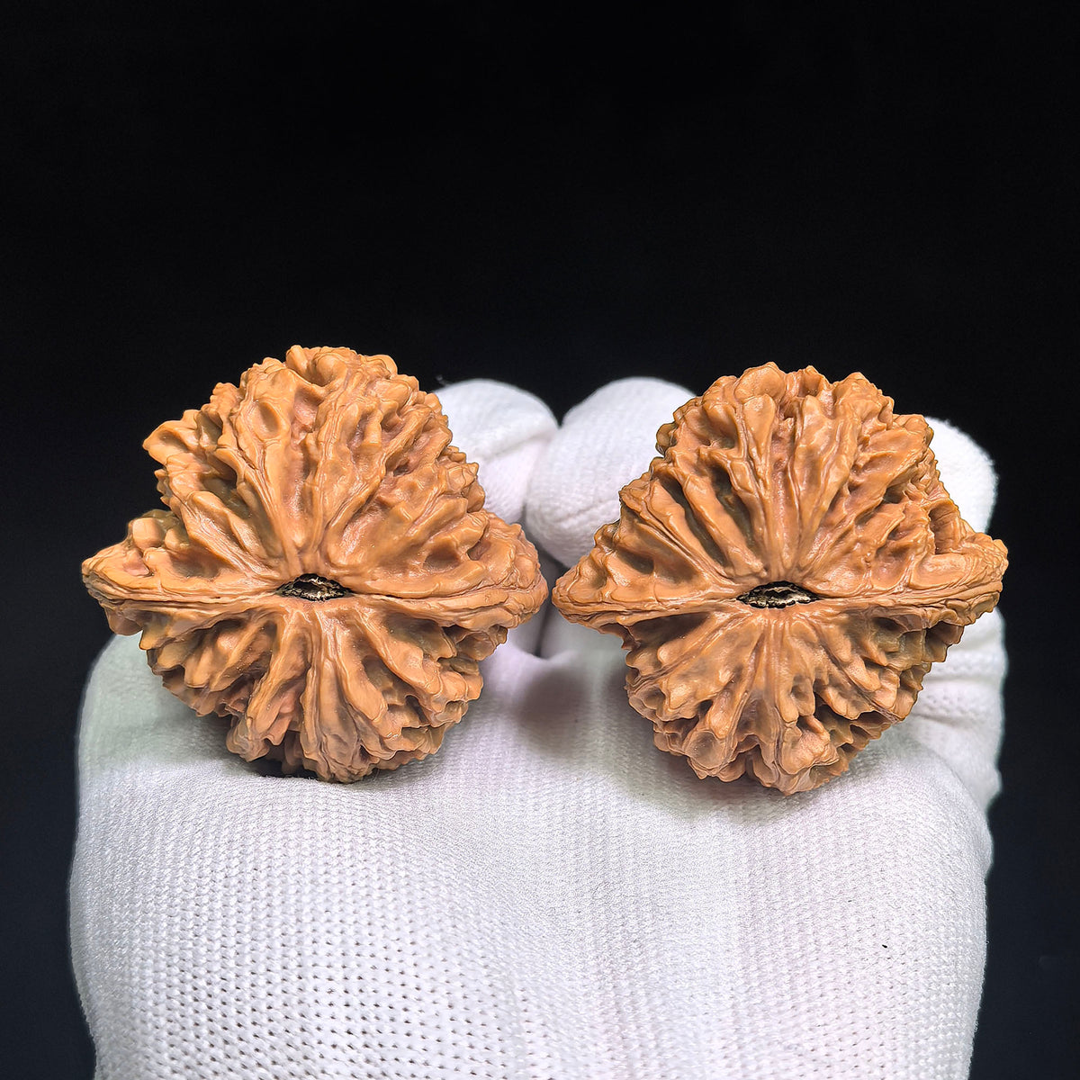 Wild-Form “Golden-Maned Lion King / Tian Can Jiao” Wenwan Walnut Pair — 46.0mm x 43.0mm | JMSW-C1E4E