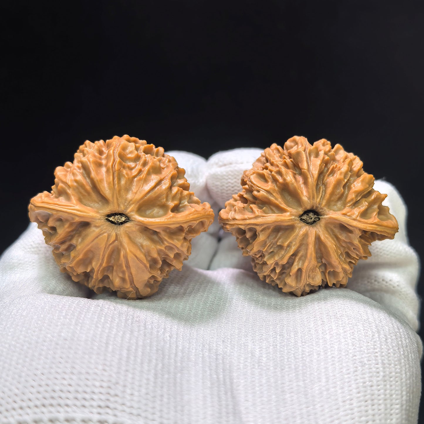 "Crescent Moon Lionhead" (Xuan Yue Shi Tou) Scholar Walnuts Pair | 39.0mm x 34.0mm | Low-Profile Broad-Edge Stance | Stock ID: XY-SY1C7
