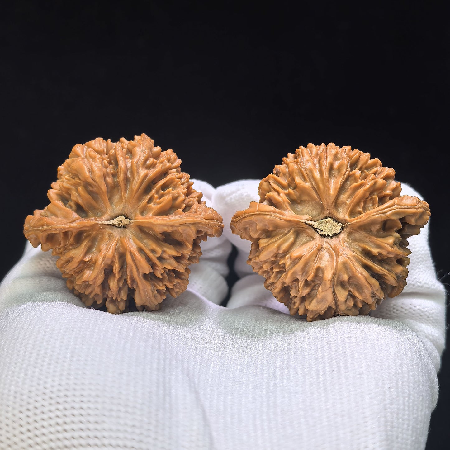 "Starry Sky" Mantianxing Wenwan Walnuts (Pair) | 43.0mm x 40.0mm | Stock ID: MTX-1003