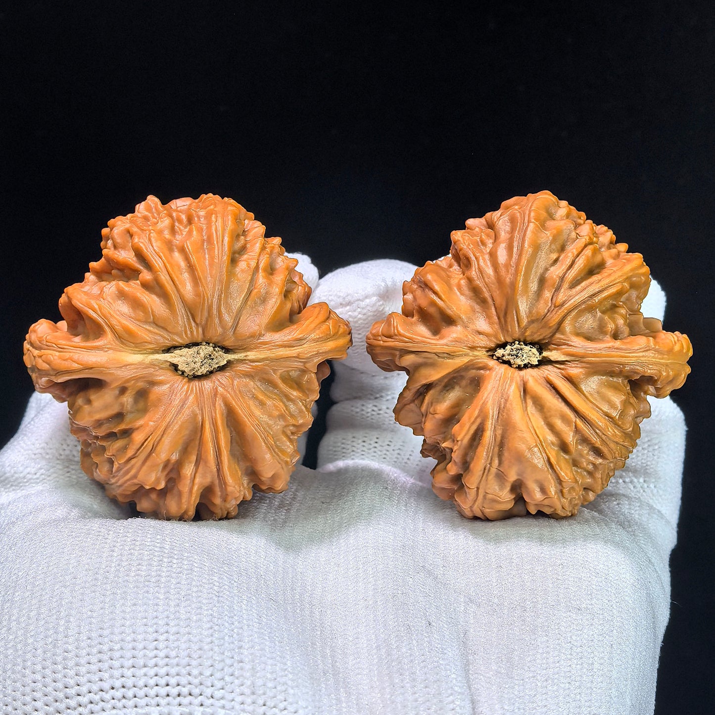 Low-Apex White Lion Head (Men Jian Bai Shi Zi) Scholar Walnuts Pair | Premium Select 45.0mm x 46.0mm | Classic Deep-Belly Format | Stock ID: BSJ-1303C