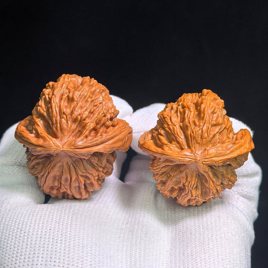 "Bai Shi Zi Xiao Niu Jiao" BSJ-CG1A0E Collector Lineage Wenwan Walnuts Pair | 41.0mm x 44.0mm | Stock ID: BSJ-CG1A0E - ThePatinaProject