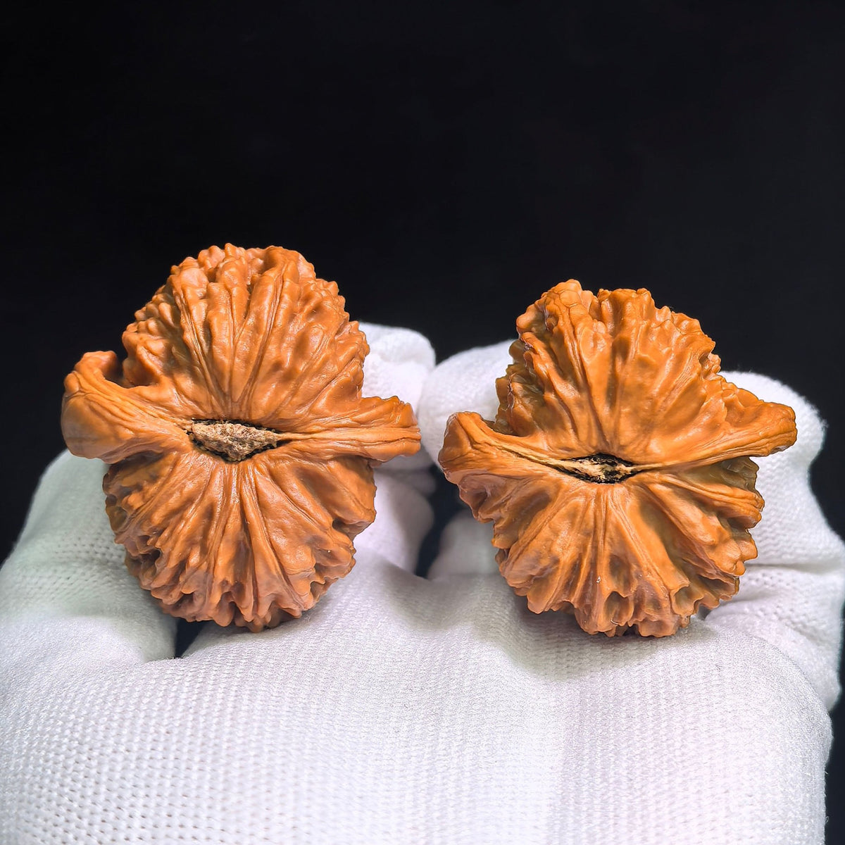 "Bai Shi Zi Xiao Niu Jiao" BSJ-CG1A0E Collector Lineage Wenwan Walnuts Pair | 41.0mm x 44.0mm | Stock ID: BSJ-CG1A0E - ThePatinaProject