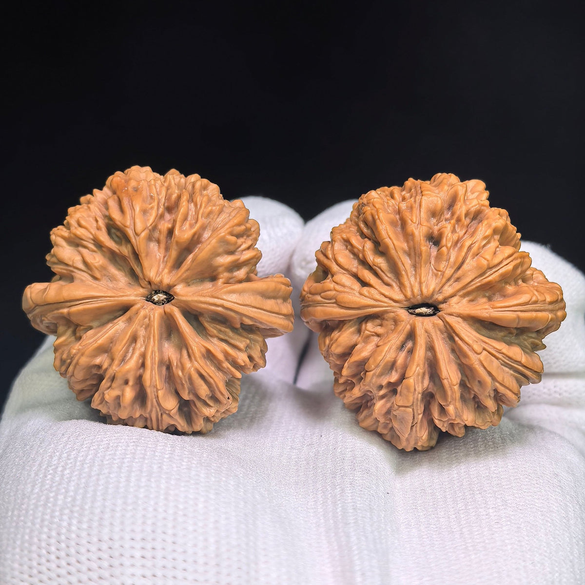 "Blizzard Heavenly Crippled Foot" BaoXue TianCanJiao BX-CG1B0E Wenwan Walnuts Collector Pair | 42.0mm x 43.0mm | Stock ID: BX-CG1B0E - ThePatinaProject