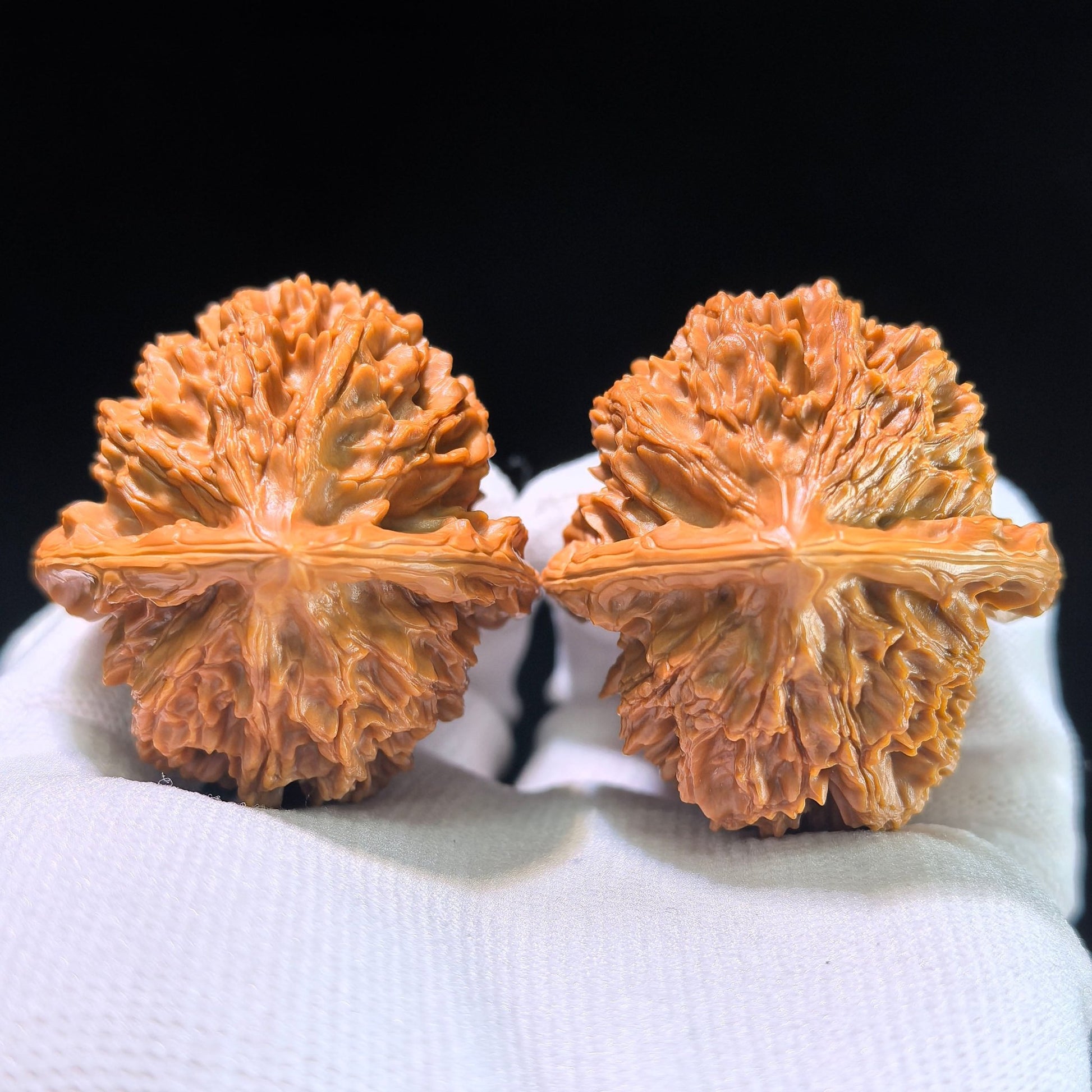 [Boutique Grade] The "Large Spike" (Da Ci) Matched Pair | 42.0mm x 45.0mm | DC-1201C - ThePatinaProject