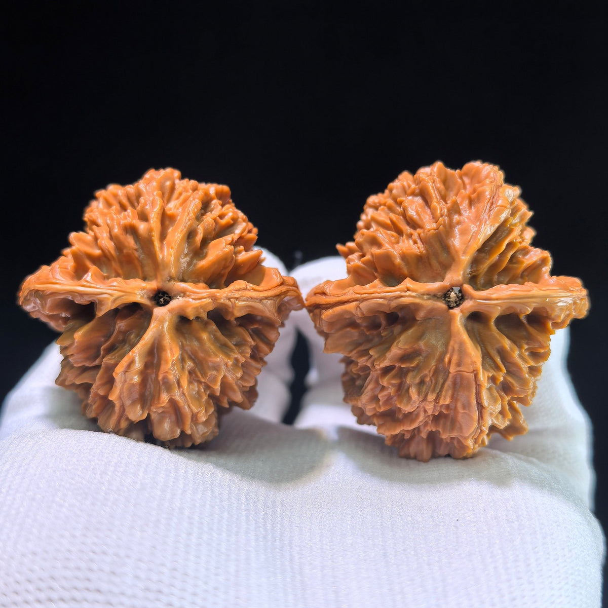 [Boutique Grade] The "Large Spike" (Da Ci) Matched Pair | 42.0mm x 45.0mm | DC-1201C - ThePatinaProject