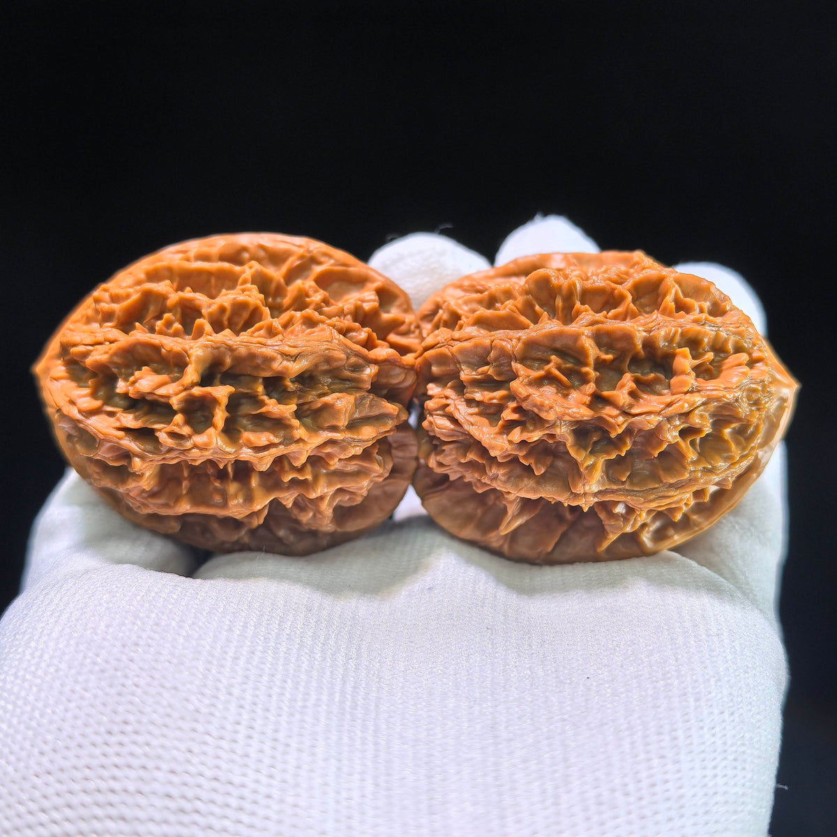 [Boutique Grade] The "Large Spike" (Da Ci) Matched Pair | 42.0mm x 45.0mm | DC-1201C - ThePatinaProject