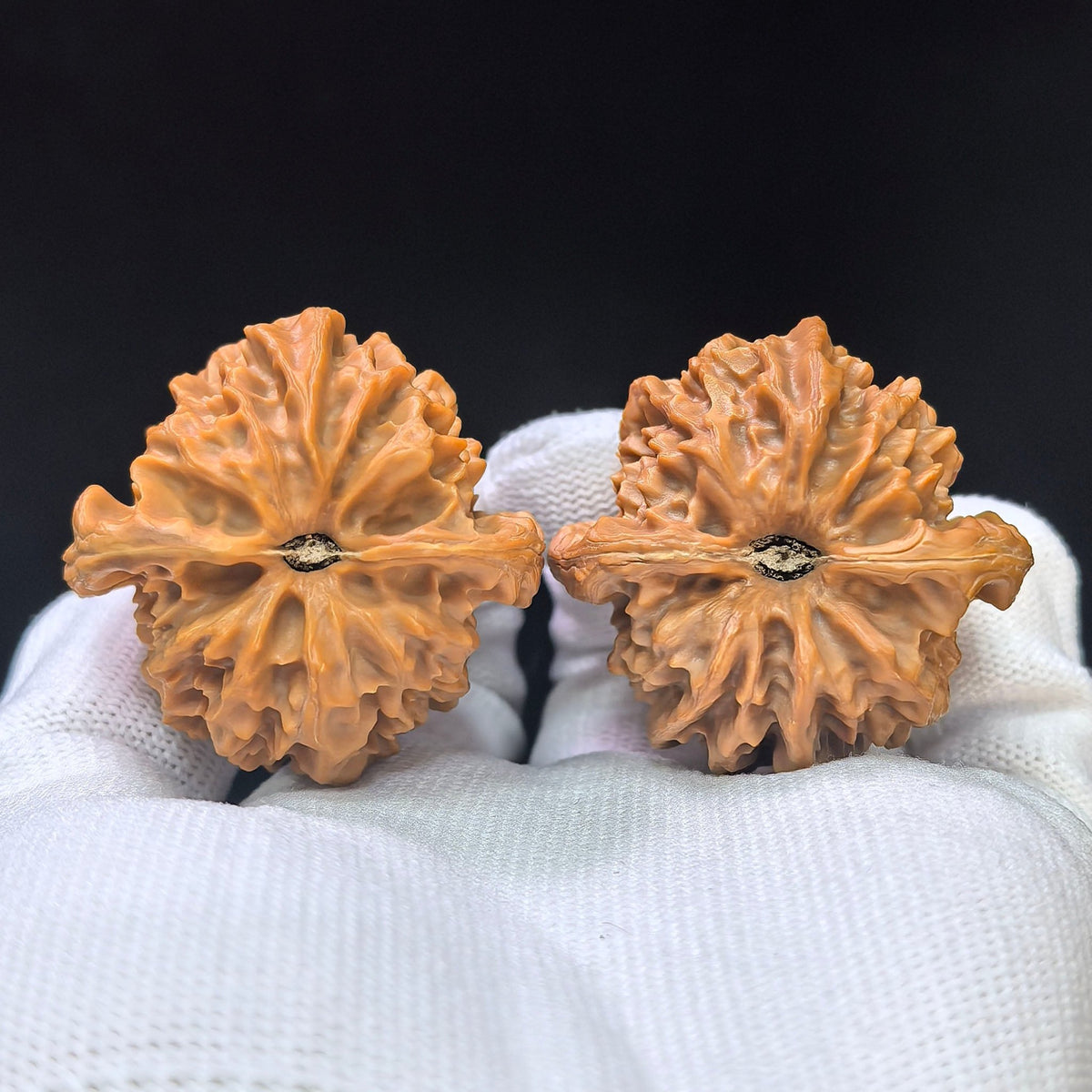 "Cao Da Long" Master Lineage CaoDaLong CAL-1111 Wenwan Walnuts Collector Pair | 40.0mm x 40.0mm | Stock ID: CAL-1111 - ThePatinaProject