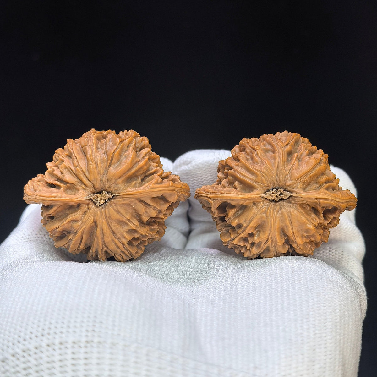 “Coiled Dragon Pattern” Panlong Wenwan Walnut Pair | Broad Low-Profile Form | 43.0mm × 34.0mm | PLW-1103 - ThePatinaProject