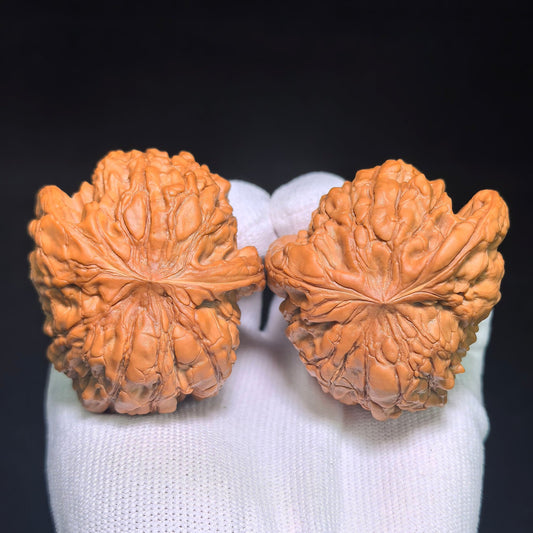 Collector Grade Longding “Listening Ears” Scholar Walnut Pair — 49.0mm x 57.0mm | LDSFE-CWB6E - ThePatinaProject