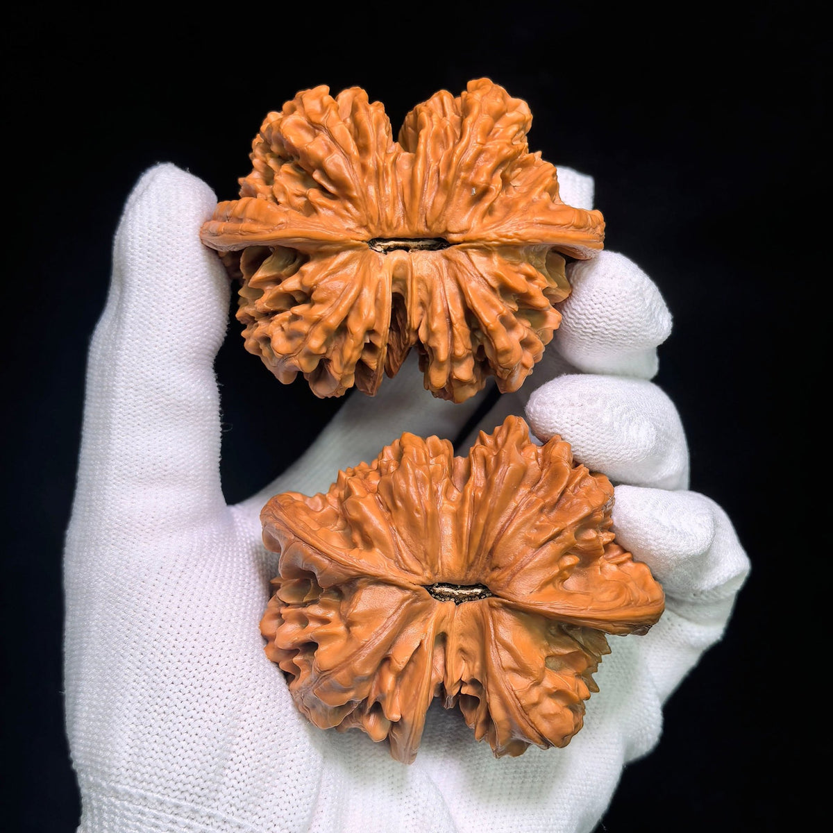 Collector Grade Qilin-Pattern Conjoined Scholar Walnut Pair — 62.0mm x 51.0mm | QLWLT-CWA4E - ThePatinaProject