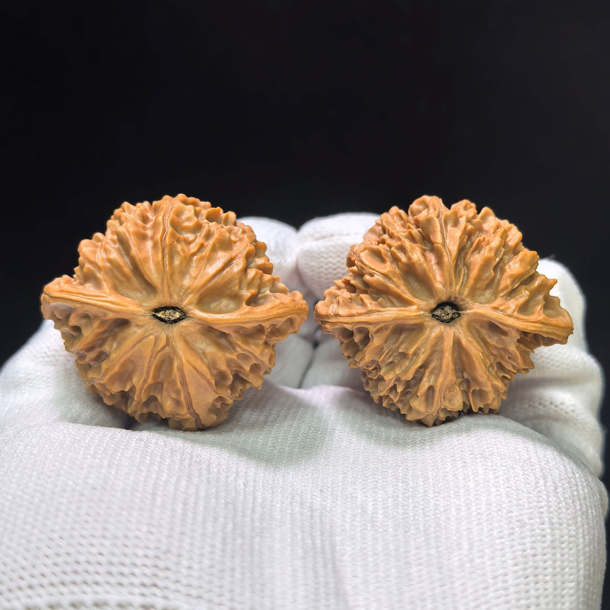 "Crescent Moon Lionhead" (Xuan Yue Shi Tou) Scholar Walnuts Pair | 39.0mm x 34.0mm | Low-Profile Broad-Edge Stance | Stock ID: XY-SY1C7 - ThePatinaProject