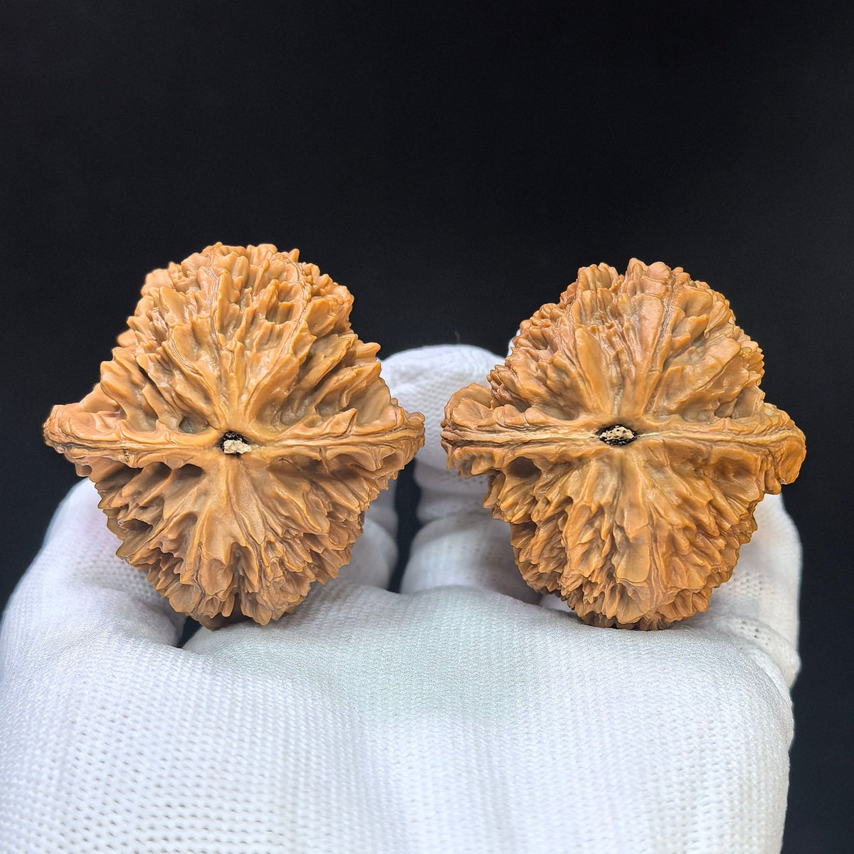 "Da Ci" Big Spine DC-1101 Collector Lineage Wenwan Walnuts Pair | 45.0mm x 45.0mm | Stock ID: DC-1101 - ThePatinaProject