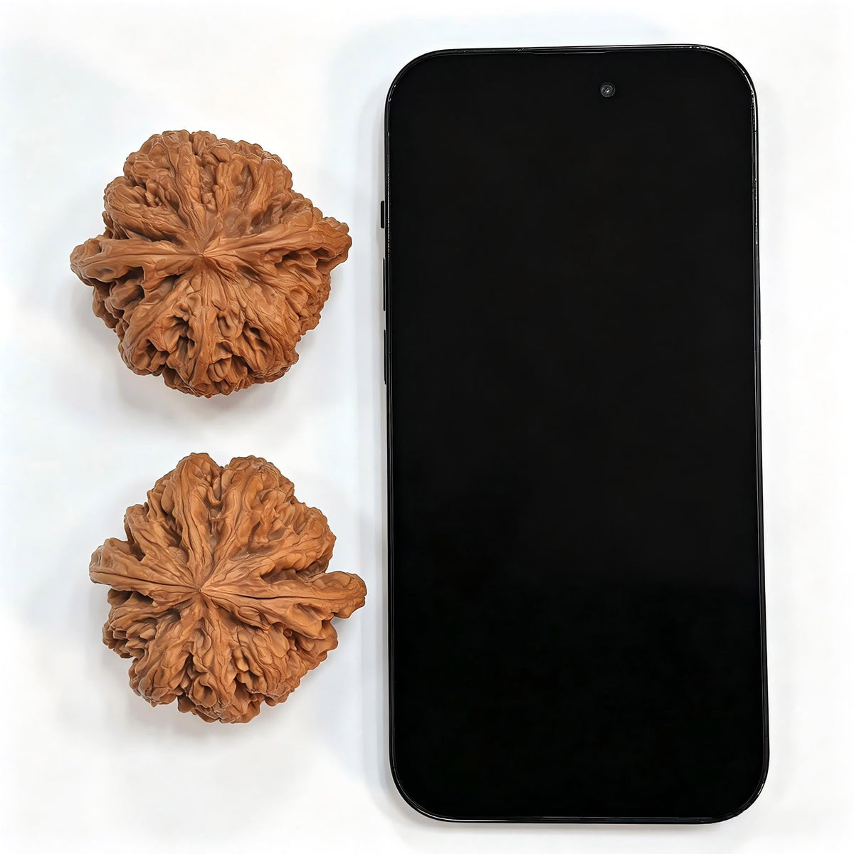 "Dacujin Thick-Ribbed Lionhead" Big Thick Rib DCJ-CWB4E Wenwan Walnuts Collector Pair | 52.0mm x 50.0mm | Stock ID: DCJ-CWB4E - ThePatinaProject