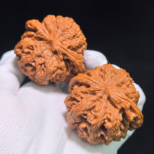 "Dacujin Thick-Ribbed Lionhead" Big Thick Rib DCJ-CWB4E Wenwan Walnuts Collector Pair | 52.0mm x 50.0mm | Stock ID: DCJ-CWB4E - ThePatinaProject