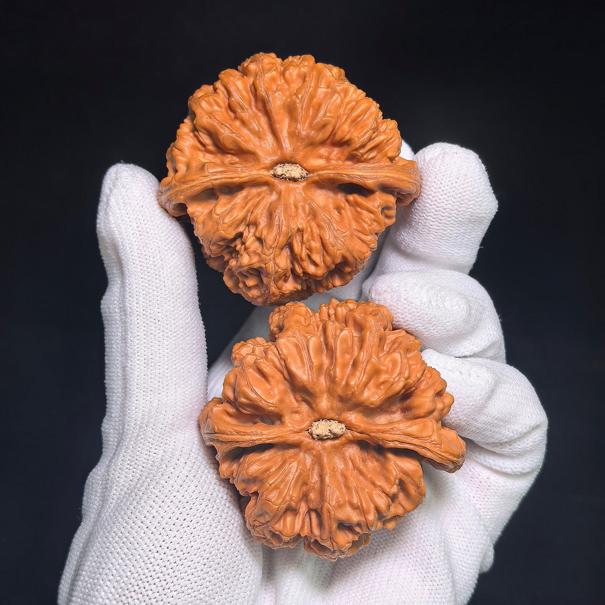 "Dacujin Thick-Ribbed Lionhead" Big Thick Rib DCJ-CWB4E Wenwan Walnuts Collector Pair | 52.0mm x 50.0mm | Stock ID: DCJ-CWB4E - ThePatinaProject