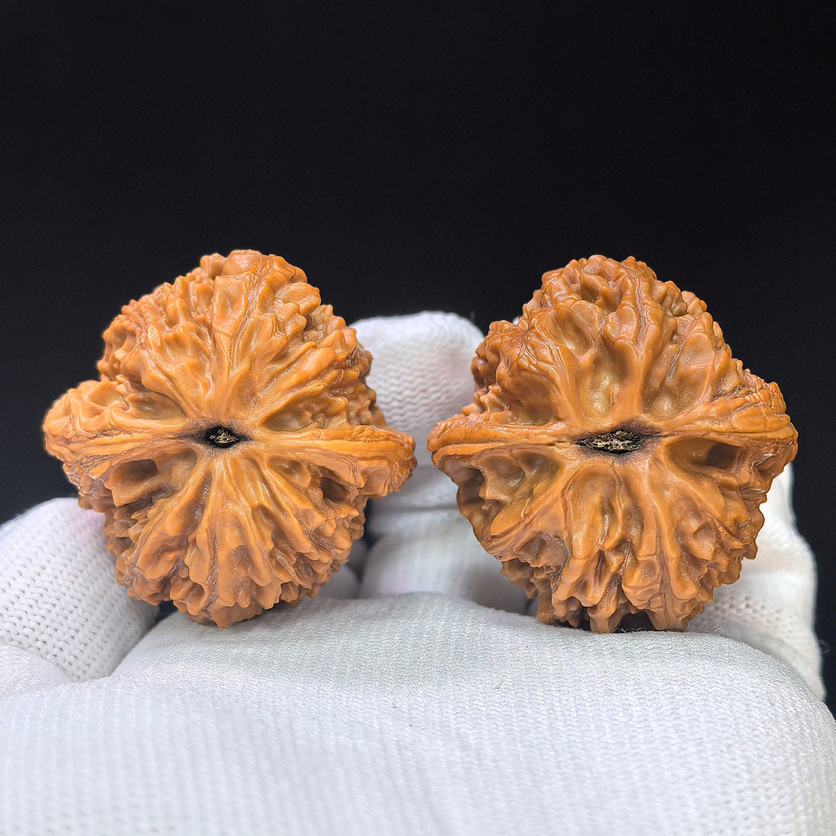 Dagu Stone Wenwan Walnut Pair – Compact High-Crowned Form | 38.0mm × 40.0mm | DGS-1102 - ThePatinaProject