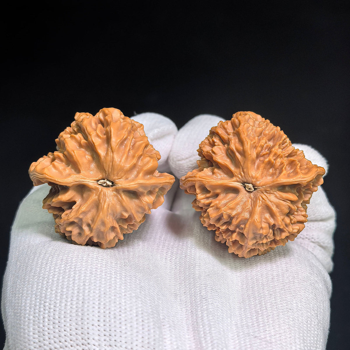 Dragon Scale “Tian Can Jiao” Wenwan Walnut Pair – Sculptural Irregular Form | 41.0mm × 41.0mm | LL-C1E2E - ThePatinaProject