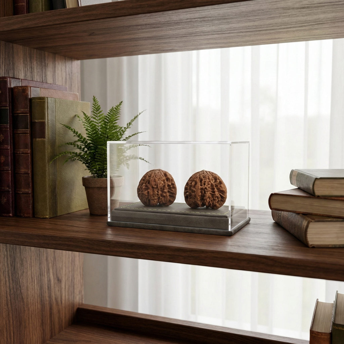 Dustproof Dual Walnut Showcase with Grey Suede Base – High-Clarity Acrylic - ThePatinaProject