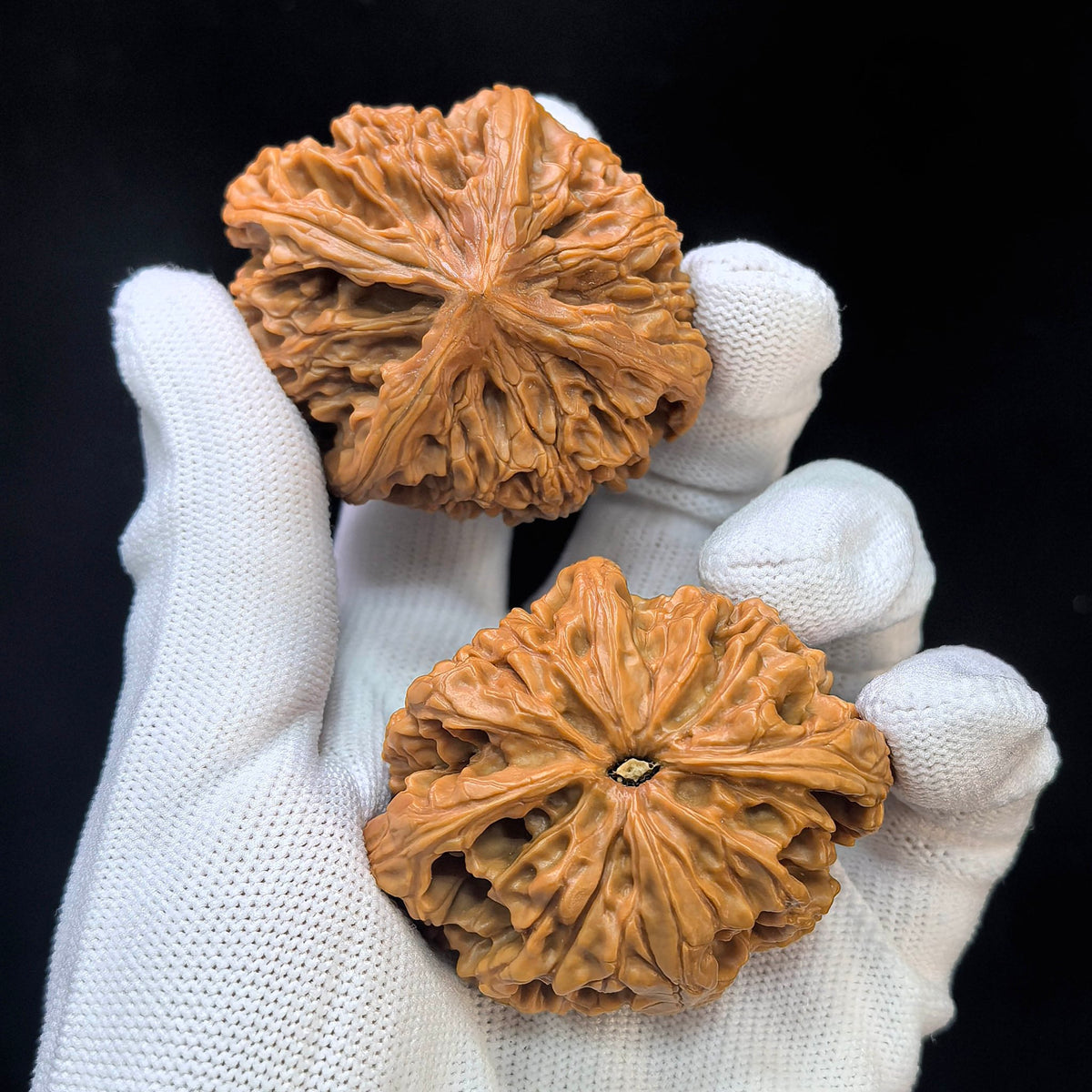 Four-Ribbed "Nine Dragons Sinew" (Jiulongjin Sileng) Scholar Walnuts Pair | 43.0mm x 52.0mm | Massive Deep-Belly Geometry | Collector Grade Masterpiece | Stock ID: JLJ4N-1001E - ThePatinaProject