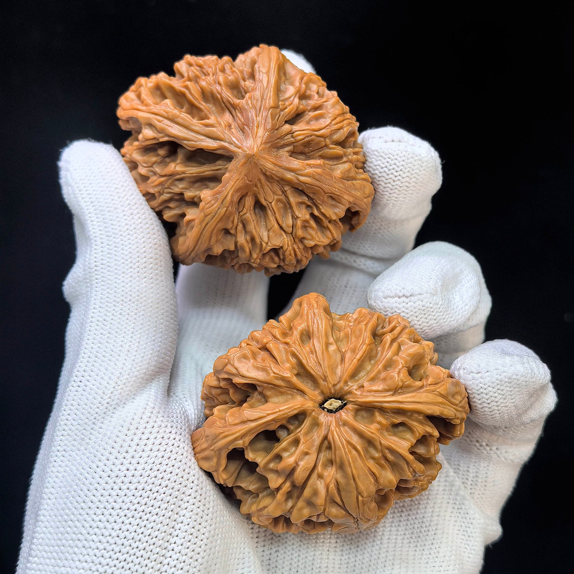 Four-Ribbed "Nine Dragons Sinew" (Jiulongjin Sileng) Scholar Walnuts Pair | 43.0mm x 52.0mm | Massive Deep-Belly Geometry | Collector Grade Masterpiece | Stock ID: JLJ4N-1001E - ThePatinaProject