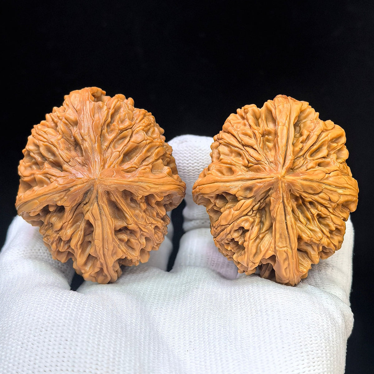 Four-Ribbed "Nine Dragons Sinew" (Jiulongjin Sileng) Scholar Walnuts Pair | 43.0mm x 52.0mm | Massive Deep-Belly Geometry | Collector Grade Masterpiece | Stock ID: JLJ4N-1001E - ThePatinaProject