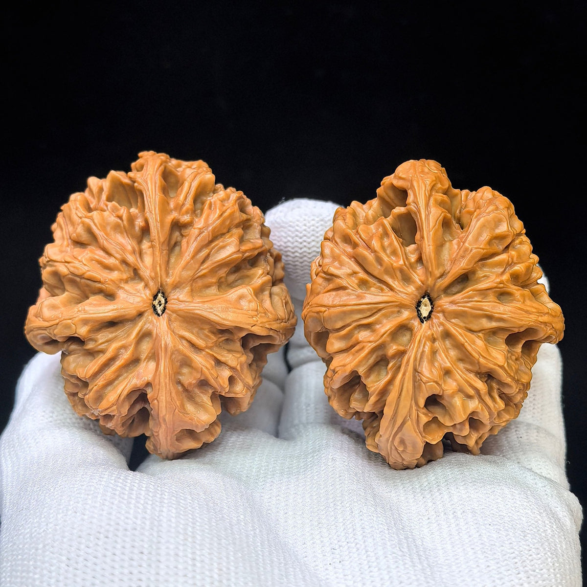 Four-Ribbed "Nine Dragons Sinew" (Jiulongjin Sileng) Scholar Walnuts Pair | 43.0mm x 52.0mm | Massive Deep-Belly Geometry | Collector Grade Masterpiece | Stock ID: JLJ4N-1001E - ThePatinaProject