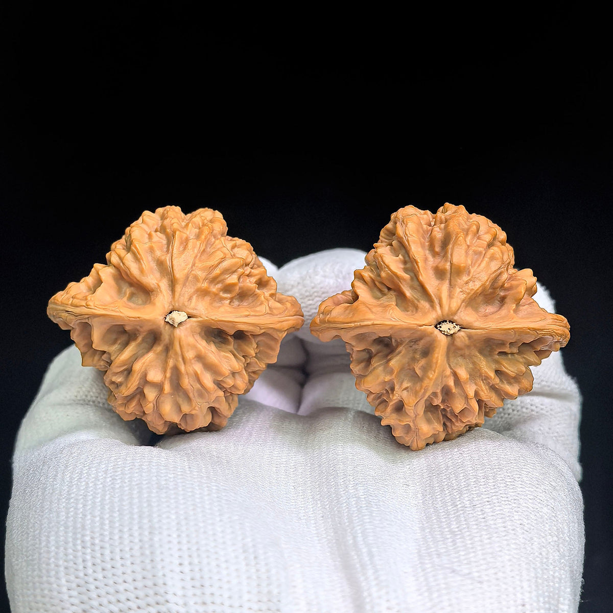 Gecko “Tian Can Jiao” Wenwan Walnut Pair | Rare Flattened Sculptural Form | 44.0mm × 41.0mm | BHTC-C1D2E - ThePatinaProject