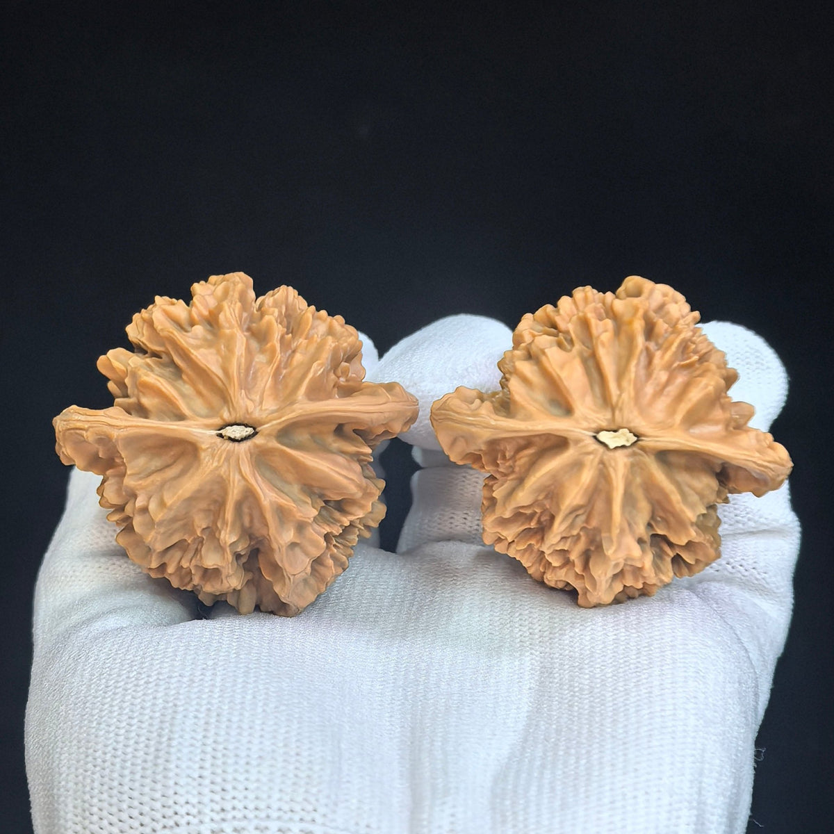 "Imperial Chinese Grand Bloom / Di Wang (Zhong Hua Da Hua)" Heirloom Collection Wenwan Walnuts Pair | 47.0mm x 45.0mm | DWZHDH-401 - ThePatinaProject